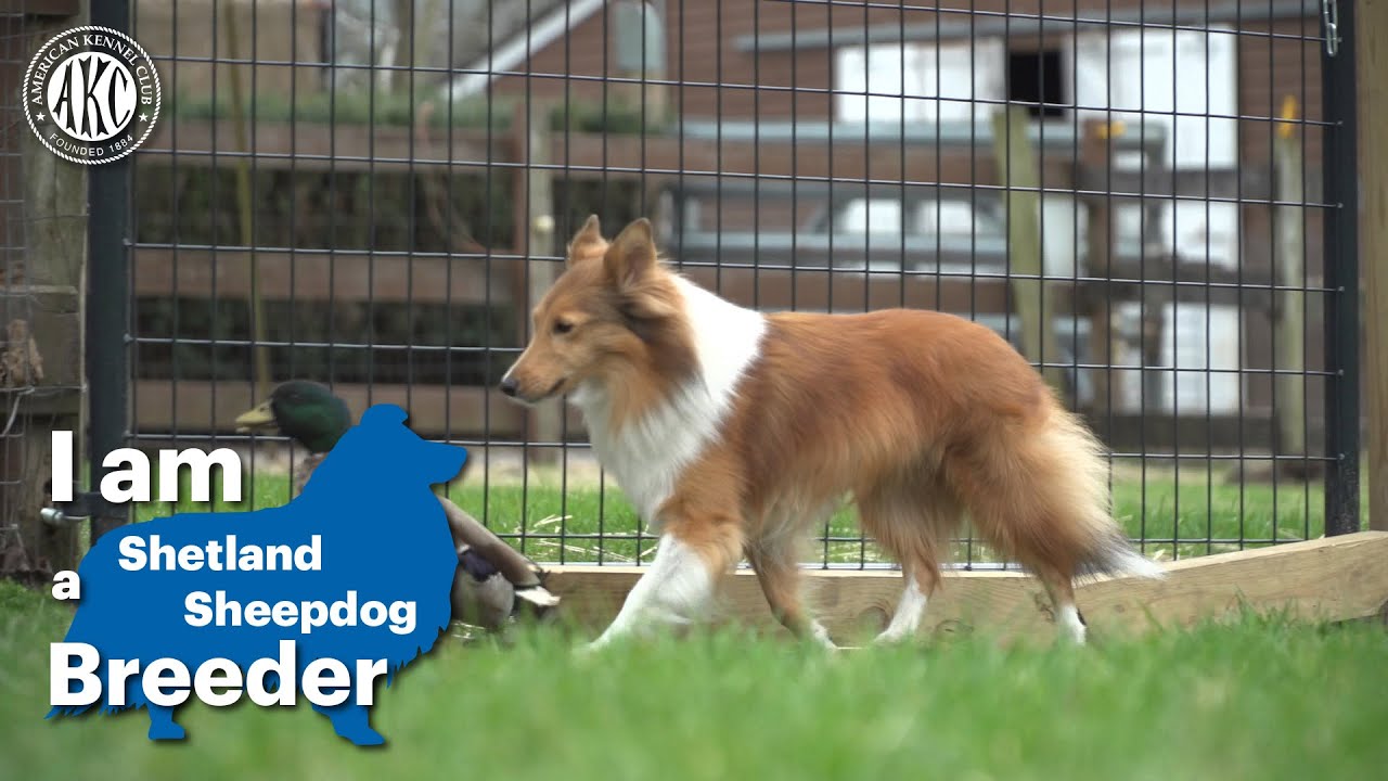 I am a Shetland Sheepdog breeder