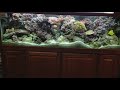 My reef tank My reef tank