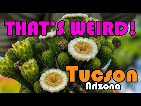 Tucson Arizona | WEIRDEST FACTS About Tucson, AZ