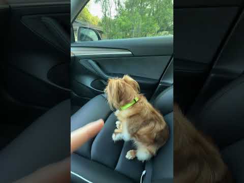 Tesla Does What?!? Dog Mode…