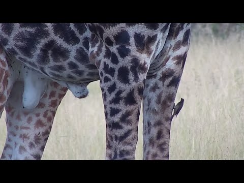 A lone male giraffe at Duma Waterhole, Part 2