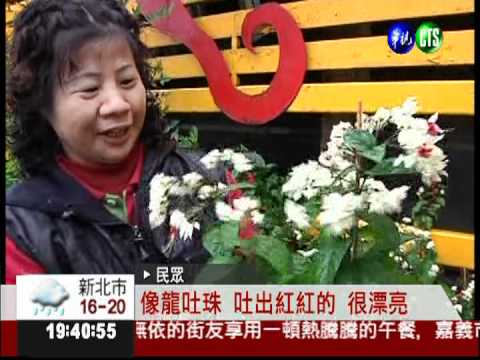 花中有花! 變色"龍吐珠"討喜