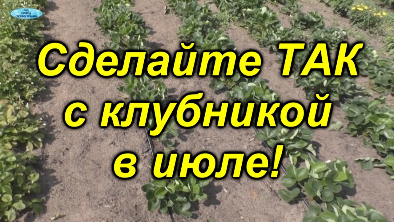 Клубника в следующем году удивит вас урожаем - сделайте с ней это в июле!
