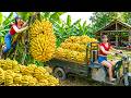 ¡Cosecha Masiva! Cargamos 1200 Racimos de Plátanos en Motocarro para el Mercado DEFAULT Thumbnail