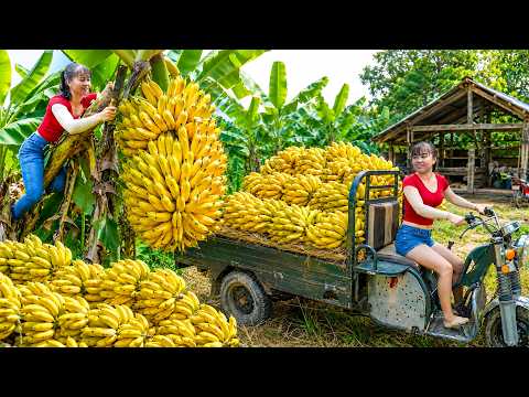 ¡Cosecha Masiva! Cargamos 1200 Racimos de Plátanos en Motocarro para el Mercado