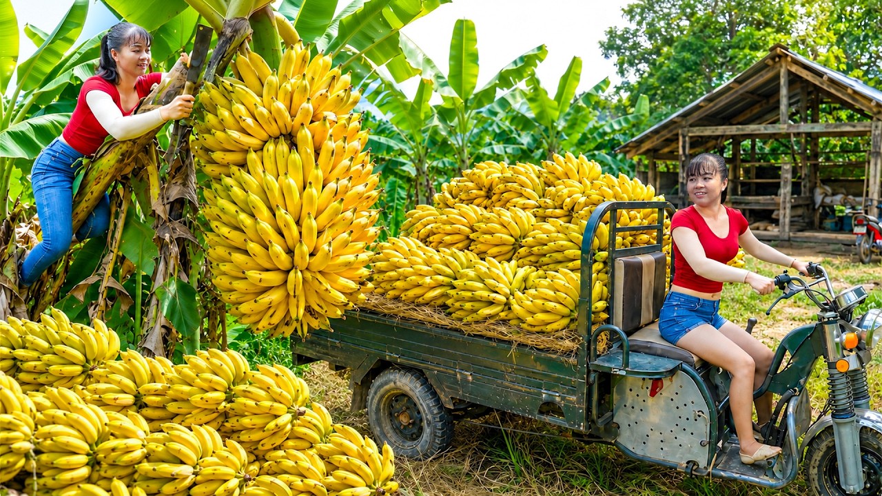 ¡Cosecha Masiva! Cargamos 1200 Racimos de Plátanos en Motocarro para el Mercado