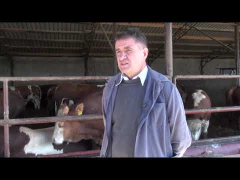 Zlatno klasje #97: Otvoreni pašni uzgoj limousine goveda