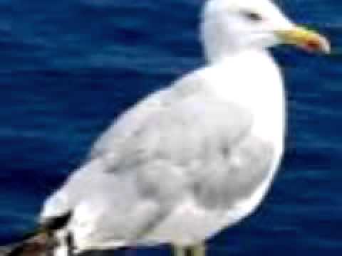 Fado das bocas lindas  Morreu um poeta