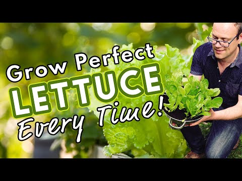 How To Grow Perfect Lettuce Every Time! 🥬