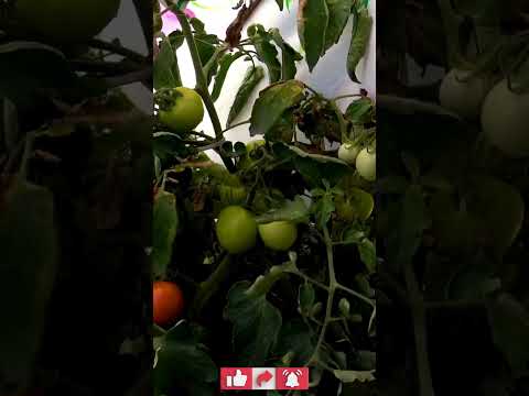 , title : 'Harvesting organic tomatoes in my edible garden #harvesting #tomatoes  #ediblegarden #subscribe'