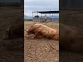The Bull Somersaulted While Running Towards Her Mate Bull Cow