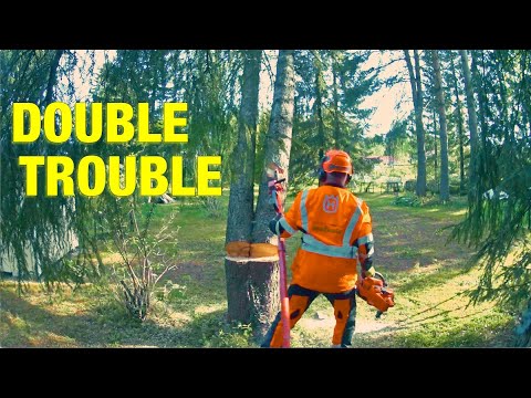 Ich habe auf engstem Raum einen morschen Baum gefällt und überlebt, um die Geschichte zu erzählen