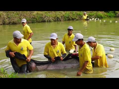 CRIANZA PAICHE - ALLYTV NAPO