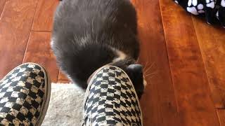 My cat rubbing her face on my shoe! ❤️