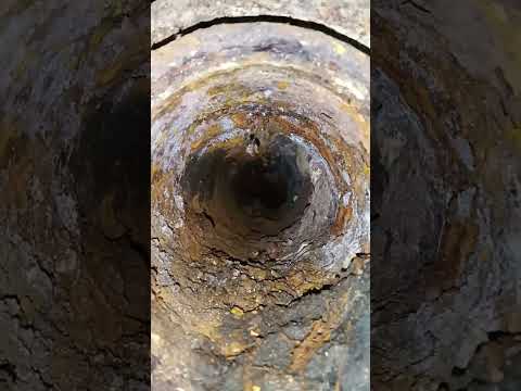 Ultimate Guide to Clearing Tree Roots from Sewer Lines