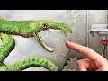 Venomous Sewer Snake FOUND In Bangkok