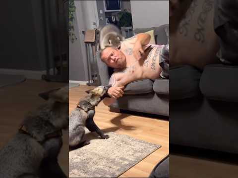 Fox and Raccoon Brothers Annoy Owner😂