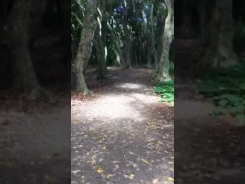 Secret snorkeling  Maui