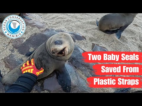Two Baby Seals Saved From Plastic Straps