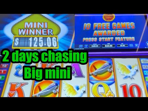 Jet setter chasing big Mini. Got 3 times finally 🥰