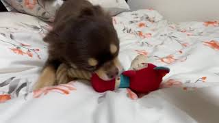 ちゃちゃまる