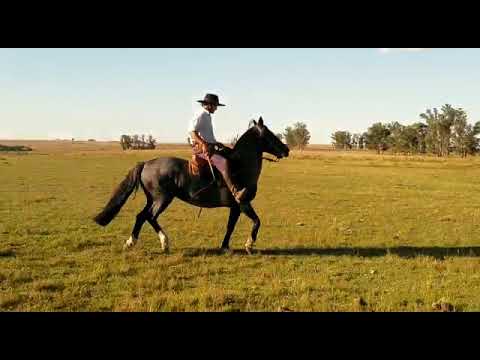 Lote PREGUNTALE MULATA
