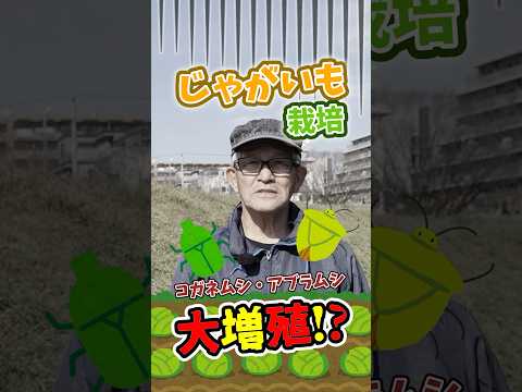 園芸 ほくろ、ジャガイモ、漂白剤に関する 3 つのヒント