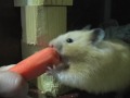 Хомяк против морковки :) 