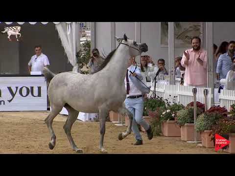 N.44 D SHOWF - Menton 2019