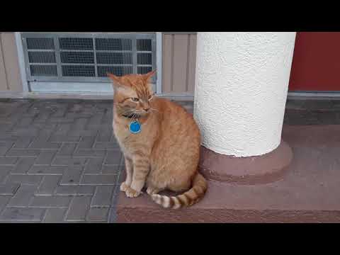 Ziggy and Marley Get Out