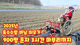 옥수수밭 비닐피복 미흑찰 관리기 검정비닐 충북 괴산 풀뿌리농장 [옥수수재배방법]