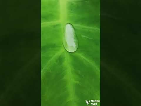 Colocasia Esculenta – Nature’s Perfect Geometry 🍃🔍#ColocasiaEsculenta #WaterMagicLeaf #LeafArt