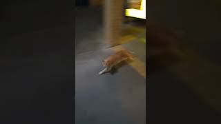 Cat at a rest stop having a rest then going for a pee