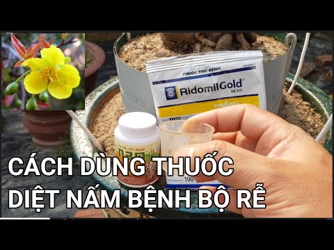 🔴 QBS23382 - INSTRUCTIONS FOR USING RIDOMILGOLD TO KILL FUNGUS FOR APRICOT TREES | CARE FOR NORTH...
