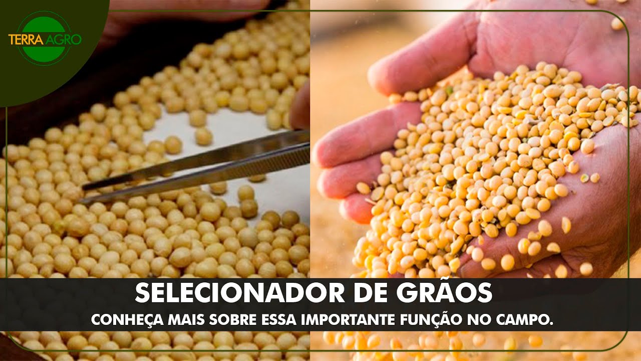 O PAPEL DE UM CLASSIFICADOR DE GRÃOS NA FAZENDA