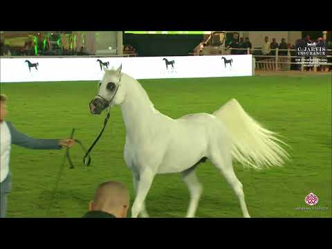 N 216 AJ SABRAN   The 6Th International Arabian Horse Show 2023 Class 10A