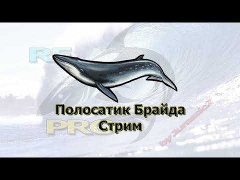 Русская Рыбалка 3.99 Ловим Брайда. Стрим.
