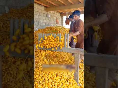 กระบวนการแปรรูปอินทผลัม