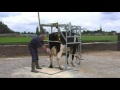 Wopa SA0026 Klauwbekapbox Claw Treatment Crush Klauenpflegestand