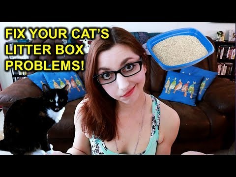 Cat Problems 101 | Stop Your Cat Peeing Everywhere! | Peeing Outside The Litter Box