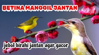 Download lagu SOGON BETINA MANGGIL JANTAN | jebol birahi sogon jantan agar gacor mp3