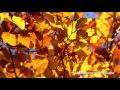 Nice To You by Vibe Tracks
