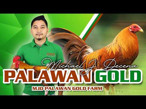 FARM VISIT: PALAWAN GOLD GF of Mr. MIKE DECENA