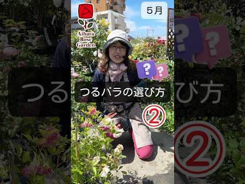 つるバラ「バーデナー・ゾンマーグリュス」 植物