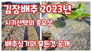 배추심기 김장배추 가을배추 심는 방법 시기 도구 등 상세히 2023년 [배추재배방법]