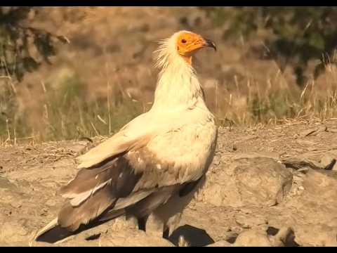 ALIMOCHE | EGYPTIAN VULTURE | Neophron percnopterus