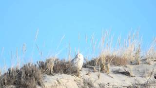 Snowy Owl @ Crane Beach II