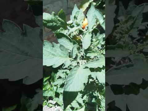 Cosechando!!!! #short #cocinasaludable #casa #santafe #argentina