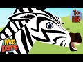 Giraffes Zebras And Lions Savanna Safari Adventure Wild Kratts 9 Story Kids