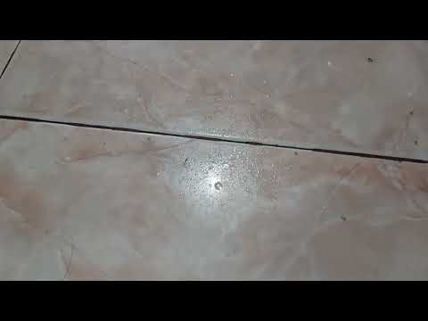 Review Gun Killer Pembasmi Kutu dan Serangga | Ampuh gak ya usir semut dari rumah?